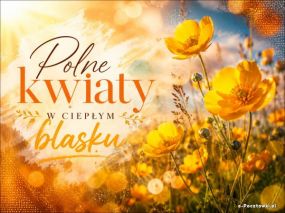 Polne kwiaty w ciepłym blasku!