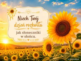 Poranne pole słoneczników